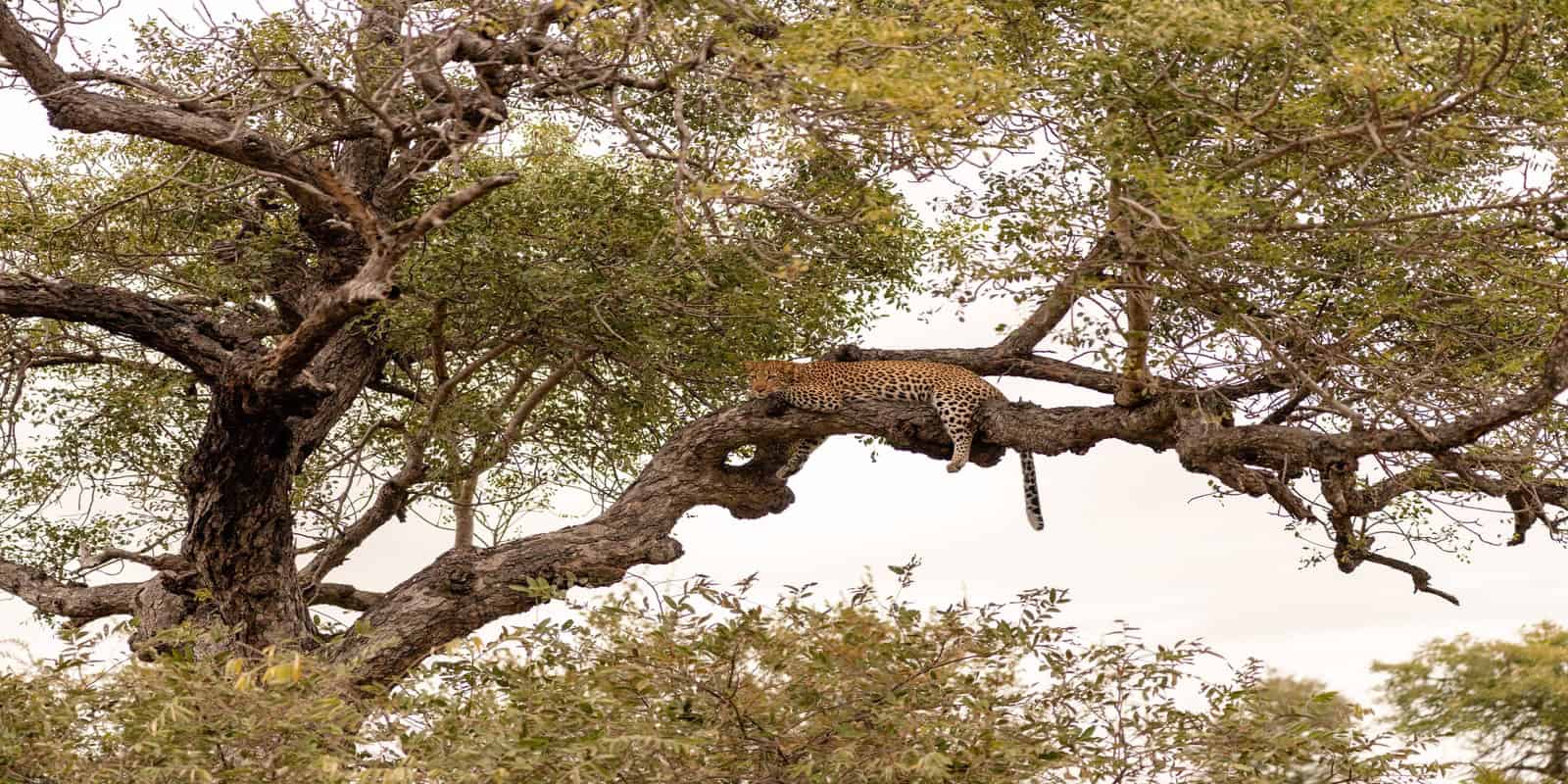 Private vs Group Kruger Safaris: Which Gives Better Wildlife Experiences?