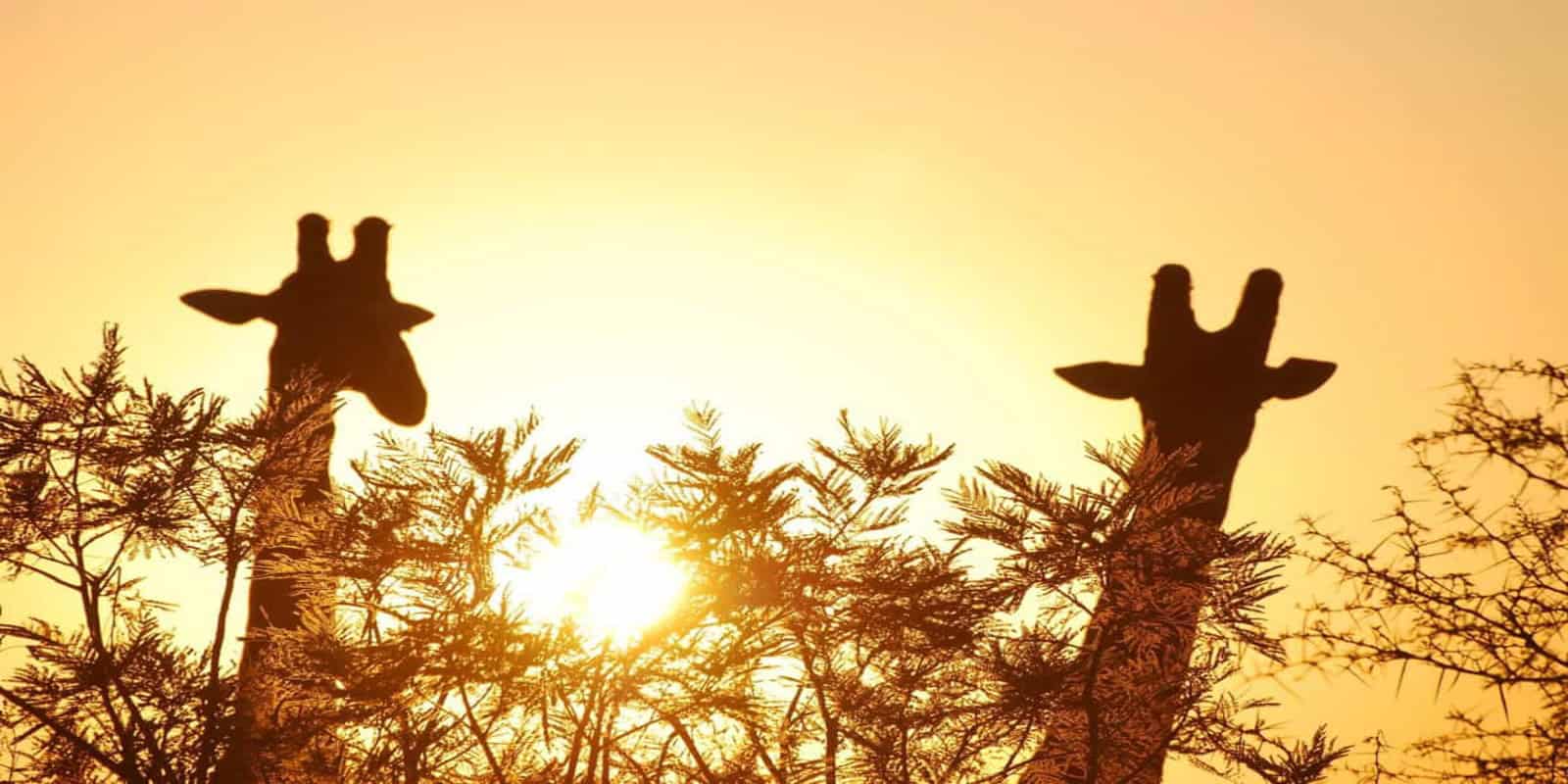 Self drive vs guided safaris
