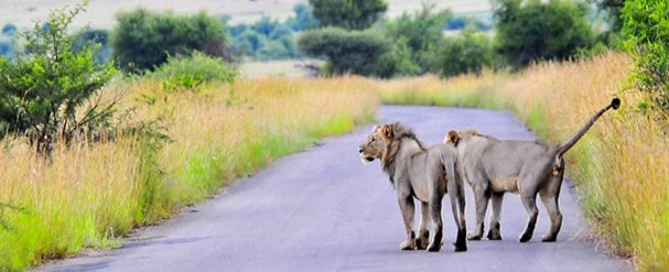Lions walking on a dirt road during a safari in Pilanesberg National Park.