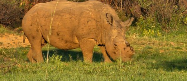 African rhinoceros grazing in a natural habitat during safari.